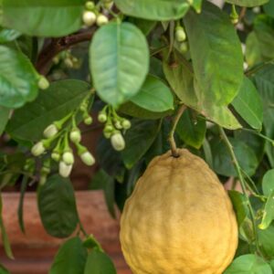 LIMONE IMPERIALE - CITRUS LIMON X CITRUS PARADISI - RUTACEAE - 1310