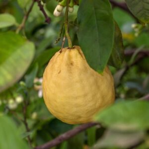 LIMONE IMPERIALE - CITRUS LIMON X CITRUS PARADISI - RUTACEAE - 1311