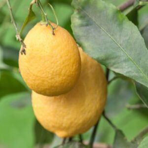 LIMONE PERETTA  SAN DOMENICO - CITRUS LIMONI MEDICA SANCTUS DOMINICUS - RUTACEAE - 1312