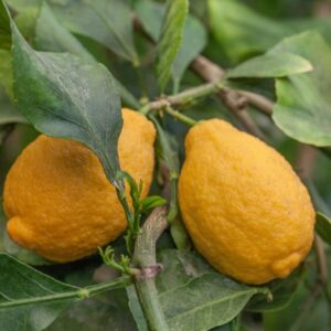 LIMONE SAN DOMENICO - CITRUS LIMONI MEDICA SANCTUS DOMINICUS - RUTACEAE - 1313