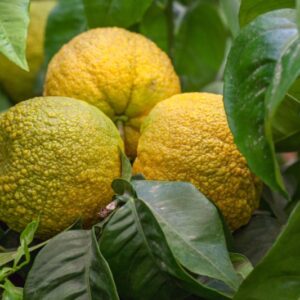 ARANCIO BIZZARRIA DI MENTONE - CITRUS AURAUNTUS BIZZARRIA - RUTACEAE - 1314