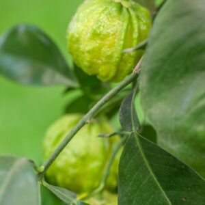 ARANCIO AMARO SCANNELLATO - CITRUS AURANTIUM CANALICULATA - RUTACEAE - 1317