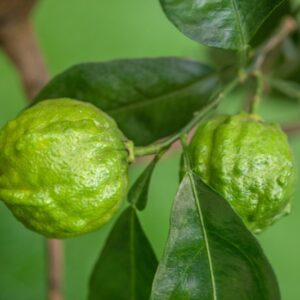 ARANCIO AMARO SCANNELLATO - CITRUS AURANTIUM CANALICULATA - RUTACEAE - 1318