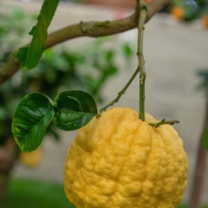 CEDRO A FOGLIA RICCIA - CITRUS MEDICA - CRISPIFOLIA - RUTACEAE - 1320