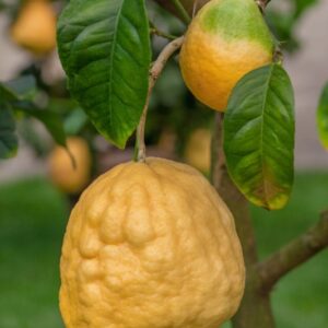 CEDRO A FOGLIA RICCIA - CITRUS MEDICA - CRISPIFOLIA - RUTACEAE - 1319