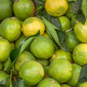 LIME VERDE - RUTACEAE - 1322