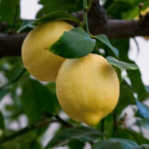 LIMONE TOSCANO - RUTACEAE - 1324