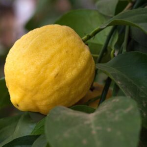 CITRUS LIMON FLORENTINA - RUTACEAE - 1327