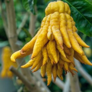 CEDRO MANO DI BUDDA - CITRUS MEDICA VAR. SARCODACTYLUS - RUTACEAE - 1329-2