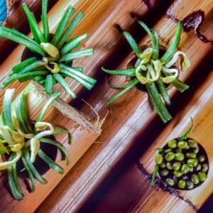 SOIA E GERMOGLI DI SOIA - S 86880 - 1748