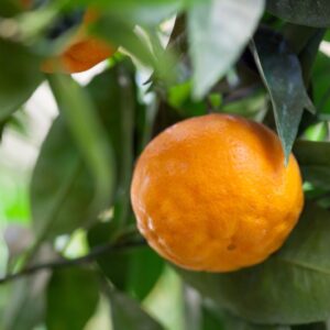 ARANCIO - CITRUS × SINENSIS - 1331