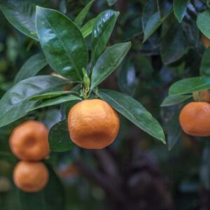 CITRUS MITIS - CALAMONDINO - RUTACEAE - 1334
