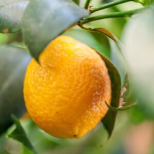 CLEMENTINA X LIMONE - RUTACEAE - 1336