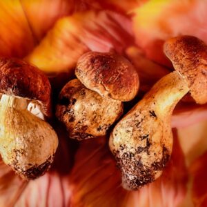 FUNGHI PORCINI - S 04950 - 1966
