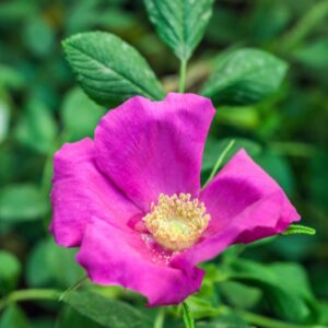 ROSA - ROSERAY DEL HAY - ROSACEAE - 1342