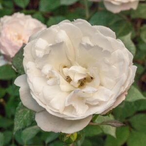 ROSA - IRENE WATTS - ROSACEAE - 1339