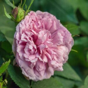 ROSA - JACQUES CARTIER - ROSACEAE - 1345