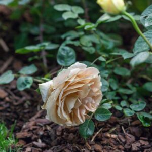 ROSA - CANDLE LIGHT - ROSACEAE - 1347