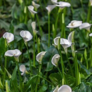 ZANTEDESCHIA AETHIOPICA - CALLA - ARACEAE - 1348