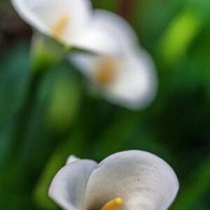 ZANTEDESCHIA AETHIOPICA - CALLA - ARACEAE - 1349