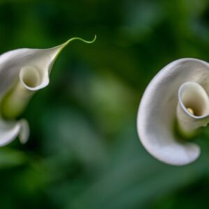 ZANTEDESCHIA AETHIOPICA - CALLA - ARACEAE - 1353