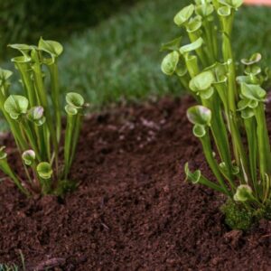 SARRACENIA FLAVA - SARRACENIACEAE - 1357