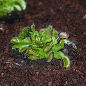 DIONAEA MUSCIPULA ELLIS EX L - DROSERACEAE - 1358