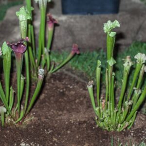 SARRACENIA JUTHATIP SOPER - SARRACENIACEAE - 1360