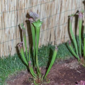 SARRACENIA JUTHATIP SOPER - SARRACENIACEAE - 1361