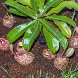 NEPENTHES X HOOKERIANA - NEPENTHACEAE - 1362