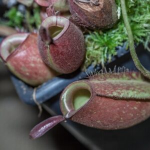 NEPENTHES AMPULLARIA RED - NEPENTHACEAE - 1364