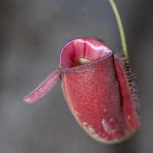NEPENTHES AMPULLARIA RED - NEPENTHACEAE - 1365