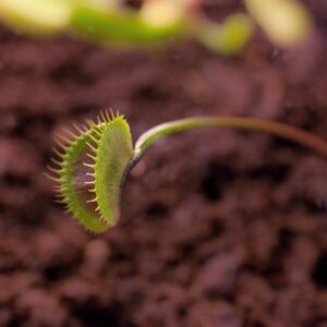 DIONAEA MUSCIPULA - DROSERACEAE - 1366