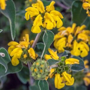 PHLOMIS FRUTICOSA - LAMIACEAE - 1367
