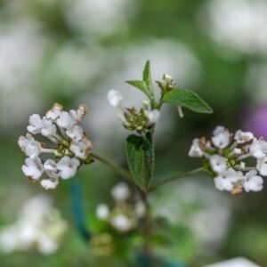 LANTANA MONTEVIDENSIS ALBA - VERBENACEAE - 1370