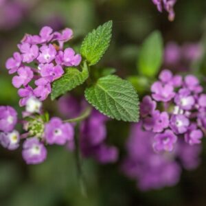 LANTANA MONTEVIDENSIS - VERBENACEAE - 1373