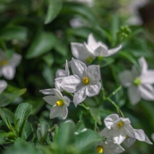 SOLANUM JASMINOIDES - GELSOMINO DI NOTTE - SOLANACEAE - 1374