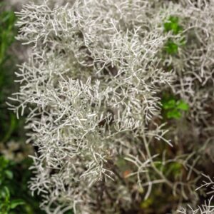 CINERARIA MARITIMA SILVERDUST - SENECIO - COMPOSITAE - 1377
