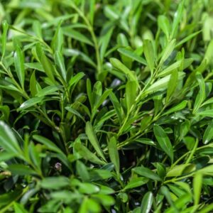 CISTUS SALVIFOLIUS - CISTACEAE - 1378