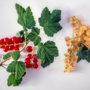 INGREDIENTI, RIBES ROSSO, RIBES BIANCO - 3985