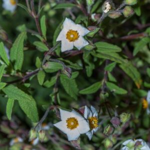 CISTUS SALVIFOLIUS - CISTACEAE - 1382