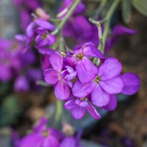 MATTHIOLA INCANA - VIOLACIOCCA - BRASSICACEAE - 1386