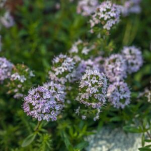 THYMUS SP - TIMO - LAMIACEAE - 1392