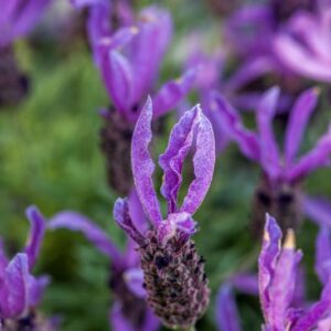 LAVANDULA STOECHAS - LAVANDA - LAMIACEAE - 1394