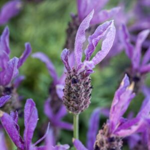 LAVANDULA STOECHAS - LAVANDA - LAMIACEAE -1396