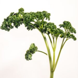 PREZZEMOLO RICCIO - S08910 - 5458