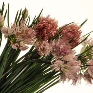 S150910 ERBA CIPOLLINA