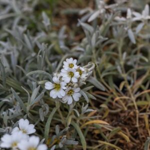 CERASTIUM TOMENTOSUM - CERASTIO - CARIOFILLACEAE - 1400