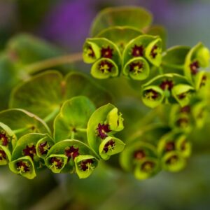 EUPHORBIA CHARACIAS - 1404
