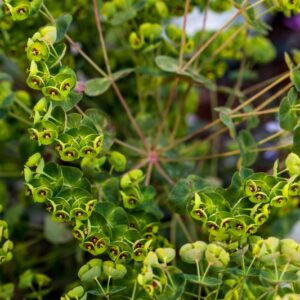 EUPHORBIA CHARACIAS - 1405